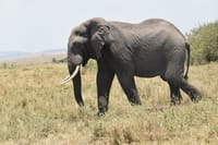 3 DAYS PRIVATE SAFARI TO MAASAI MARA NATIONAL PARK AND KEEKOROK LODGE 9