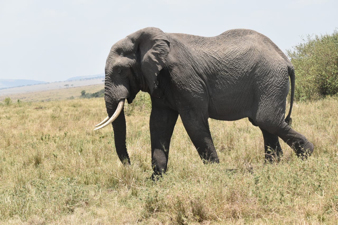 3 DAYS PRIVATE SAFARI TO MAASAI MARA NATIONAL PARK AND KEEKOROK LODGE 9