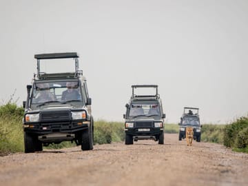 5-Day Great Migration Safari: Central Serengeti & Ndutu Calving Season