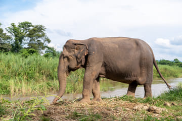 Playful Half-Day Elephant Sanctuary Adventure