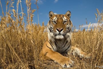 Wildlife Tour at Chitwan National Park