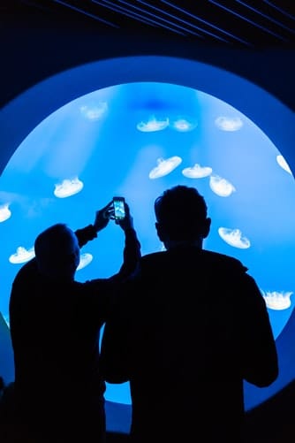 jelly fish tank