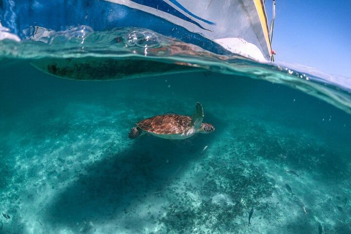 From Tulum: Akumal Beach Swim and Snorkel with Turtles Experience