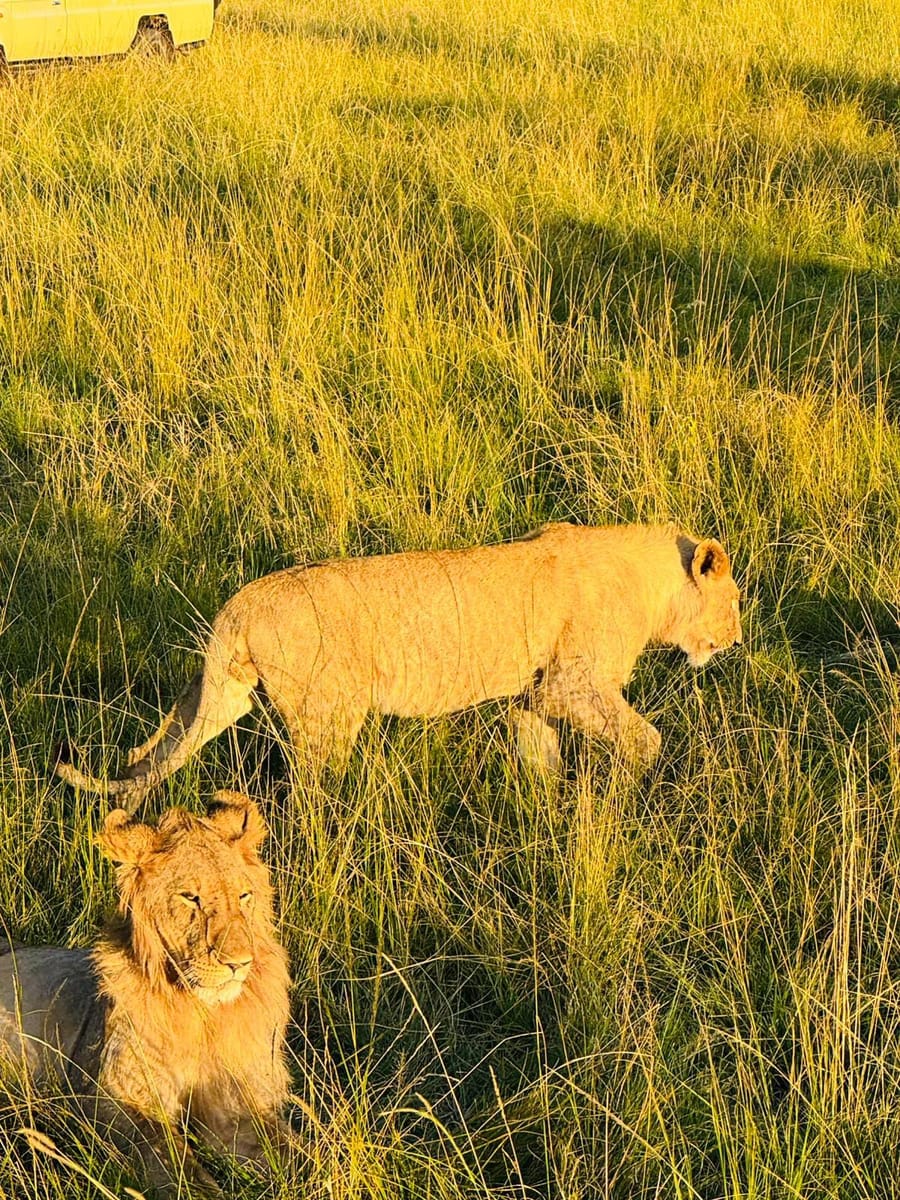 3 Days 2 Nights Maasai Mara Group Safari by 4WD From Nairobi