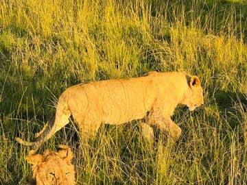 3 days 2 nights Masaai Mara Budget safari In 4WD