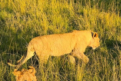 3 days 2 nights Masaai Mara Budget safari In 4WD