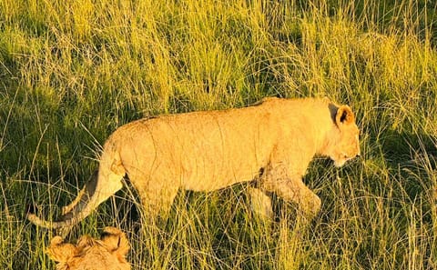 3 days 2 nights Masaai Mara Budget safari In 4WD