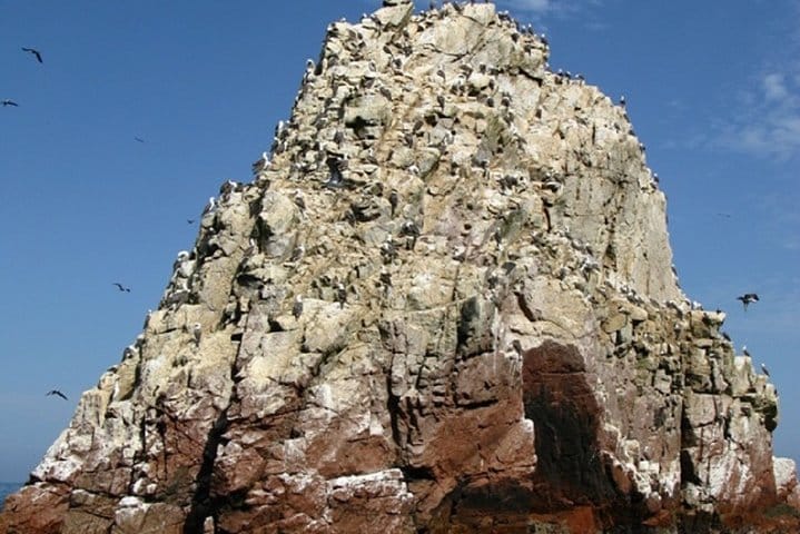 Ballestas Islands Sigthseeing Tour 7