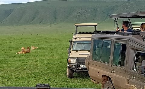 Luxury 6-Day Safari Adventure in Northern Tanzania