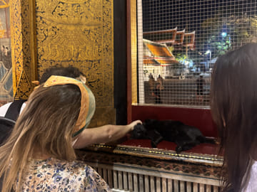 Wat Pho Evening Visit with Temple Cats