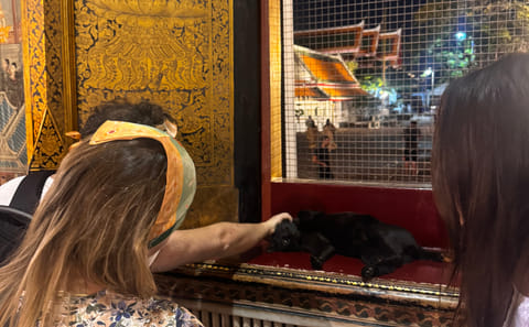 Wat Pho Evening Visit with Temple Cats