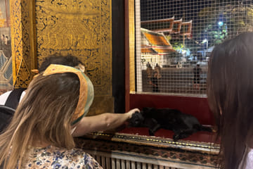 Wat Pho Evening Visit with Temple Cats