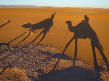 Camel ride in the Sahara