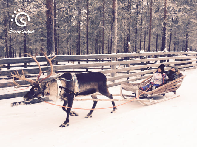 Reindeer Farm Visit & Sled Ride 2