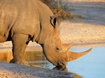 Six-Day Safari and Beach Tour in Durban, South Africa