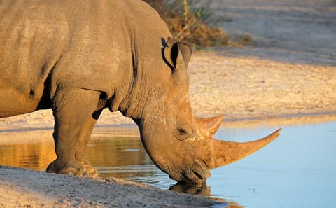 Six-Day Safari and Beach Tour in Durban, South Africa