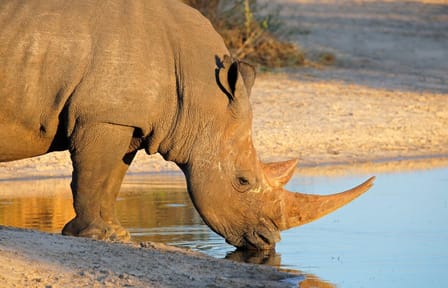 Six-Day Safari and Beach Tour in Durban, South Africa
