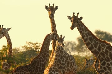 Nairobi National Park and Giraffe Center Day Tour