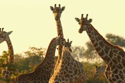 Nairobi National Park and Giraffe Center Day Tour