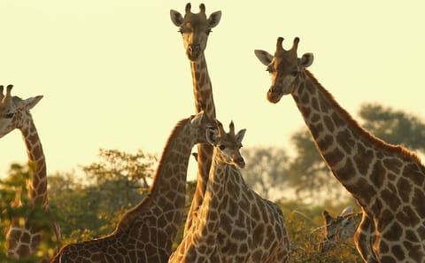 Nairobi National Park and Giraffe Center Wildlife Tour
