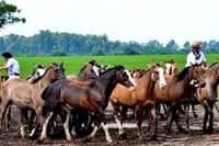 The Most Traditional Fiesta Gaucha in Buenos Aires  9