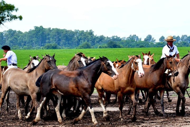 The Most Traditional Fiesta Gaucha in Buenos Aires  9