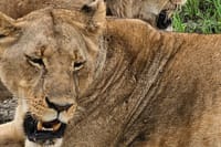 3 Days and 2 Nights Private Maasai Mara Safari 2