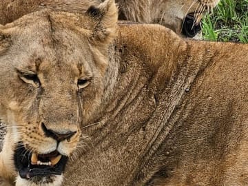 3 Days and 2 Nights Private Maasai Mara Safari