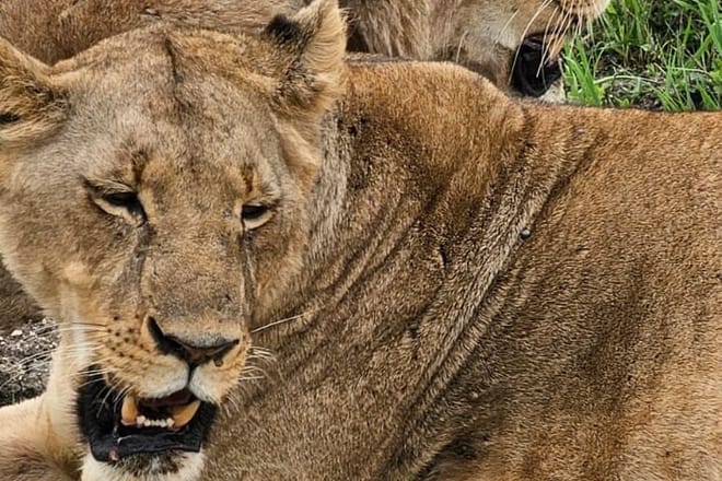 3 Days and 2 Nights Private Maasai Mara Safari 2