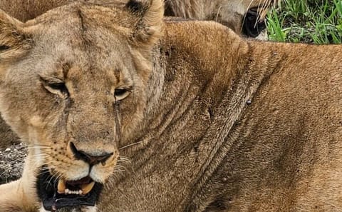 3 Days and 2 Nights Private Maasai Mara Safari
