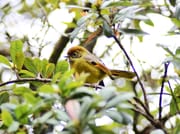 Bird Watching Doi Inthanon  6