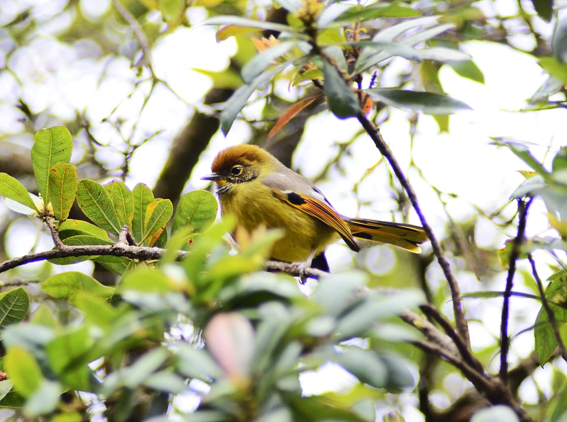 Bird Watching Doi Inthanon  6