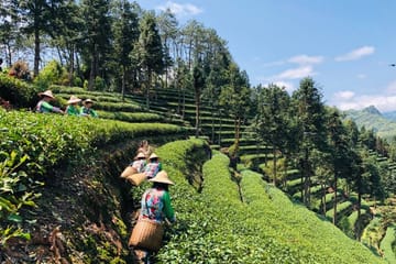 Leshan Giant Buddha and Tea Terrace Day Tour in Sichuan