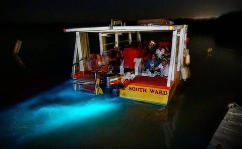 Dunn's River Falls and Luminous Lagoon Tour from Falmouth