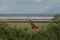 1-Day Lake Manyara Tour from Arusha 2