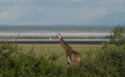 ATV Safari Tour in Lake Manyara National Park from Arusha