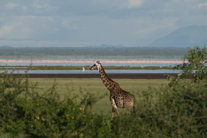 1-Day Lake Manyara Tour from Arusha photo 2