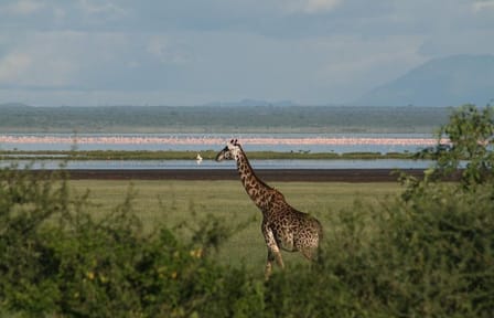 ATV Safari Tour in Lake Manyara National Park from Arusha