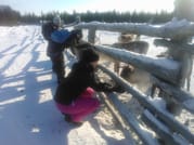 Year of the Reindeer - Farm visit 2
