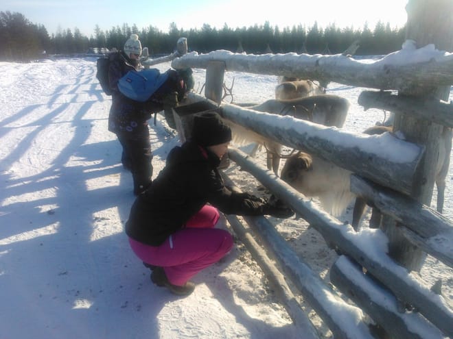 Year of the Reindeer - Farm visit 2