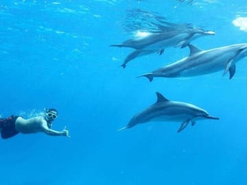 Snorkeling Adventure at Dolphin House, Samadai Reef, Marsa Alam