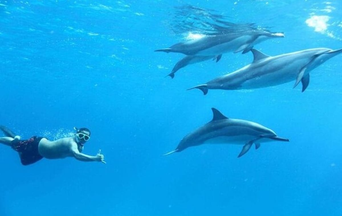 Dolphin House Snorkeling Adventure at Samadai Reef – Marsa Alam