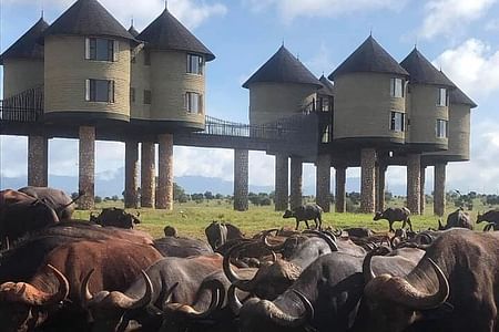 Private Taita Hills & Saltlick Safari Tour from Diani Beach