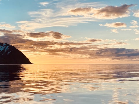Midnight Sun Whale Watching, photo 4