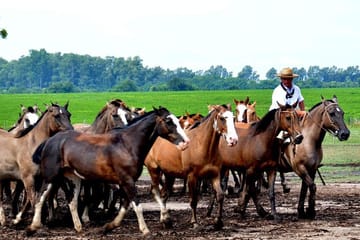 Gaucho Day Trip from Buenos Aires: Santa Susana Ranch