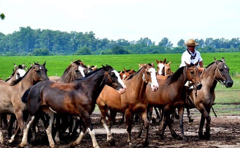 Gaucho Day Trip to Santa Susana Ranch from Buenos Aires
