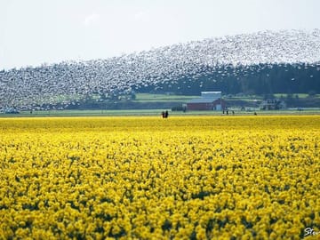 Tulip Festival Tour in Skagit Valley with La Conner and Oak Harbor