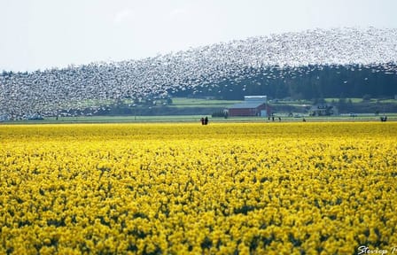 Tulip Festival at Skagit Valley ,La Conner and Deception Pass