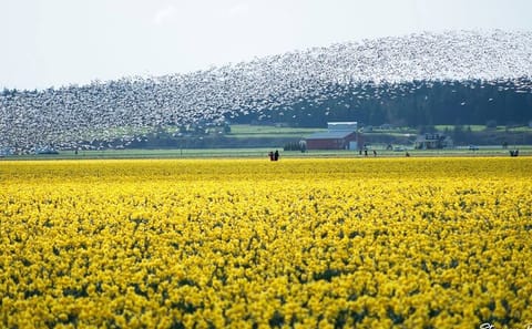 Tulip Festival Tour in Skagit Valley with La Conner and Oak Harbor