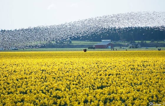 Tulip Festival at Skagit Valley ,La Conner and Deception Pass